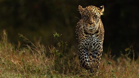 Wild Animals Wallpaper 4k