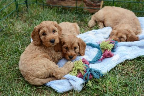 Image result for Cockapoo Dog