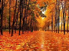 Free Animated Fall Backgrounds by Fall Pictures For Wallpapers Wallpaper Cave Free Animated Fall Backgrounds
