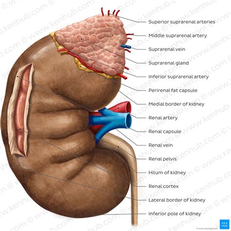 Kidney Anatomy Picture