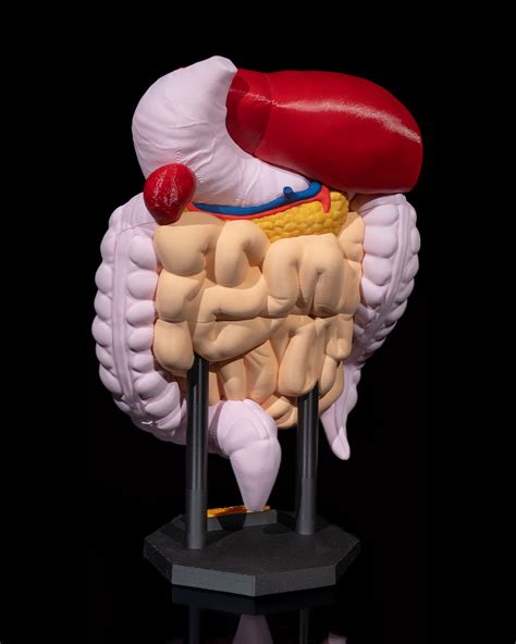 3D file Digestive System Anatomical Model 🫀 ・3D print object to download・Cults