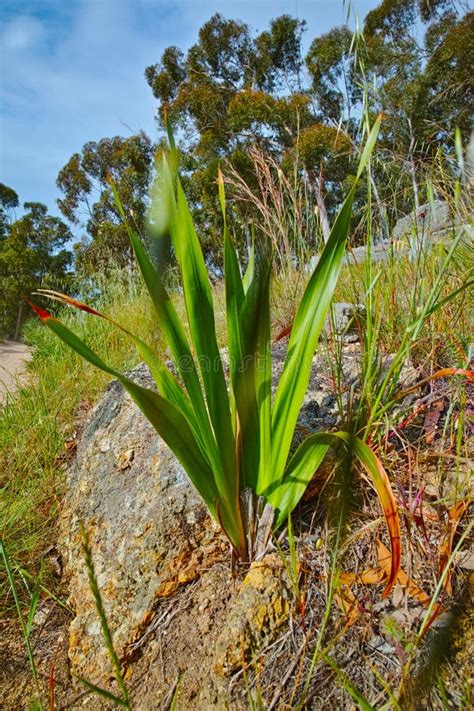 Nature Plants 的图像结果