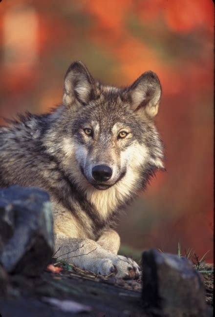 Gray wolf | FWS.gov