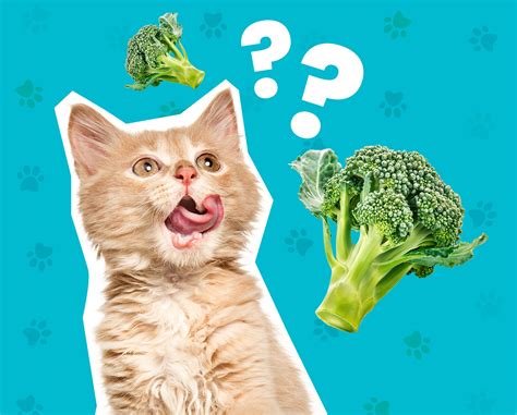 Can Cats Eat Broccoli
