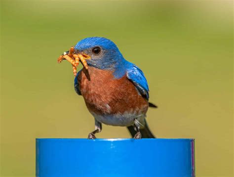 How To Feed MEALWORMS To Backyard Birds! - Bird Watching HQ