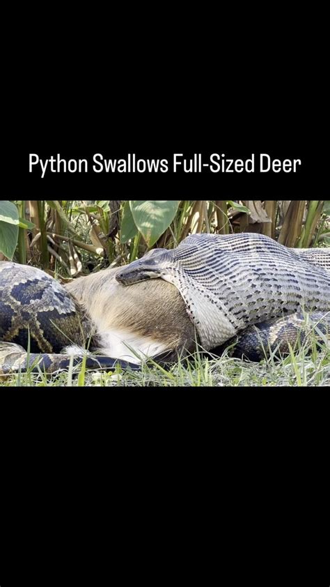 Image result for Python Swallowing a Deer
