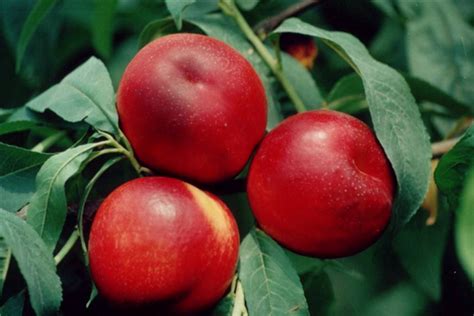 孕妇可以能吃油桃吗_油桃的功效与作用_油桃的热量品种价格季节图片 - 鲜淘网