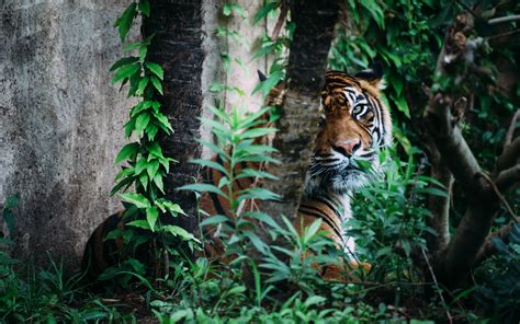 Tiger Jungle HD wallpaper | animals | Wallpaper Better