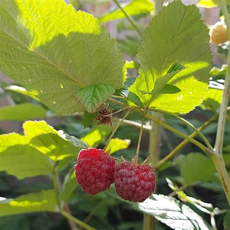 Raspberry Companion Plants [11 Good and 4 Bad Types]