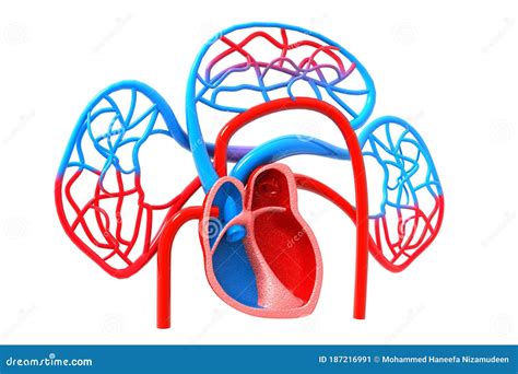 Image result for Blood Circulation System