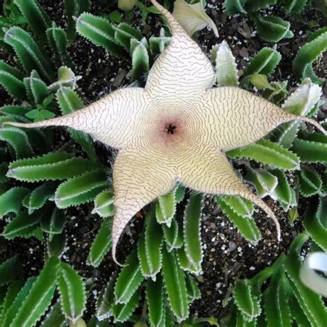 Stapelia Gigantea Zulu Giant Plant Succulent Plant
