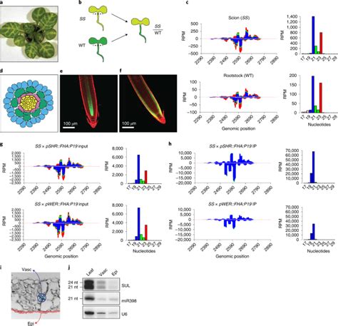 RNA Interference 的图像结果