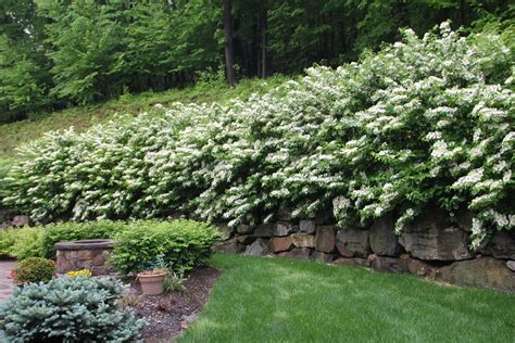 Viburnum Hedge for Stunning Landscaping