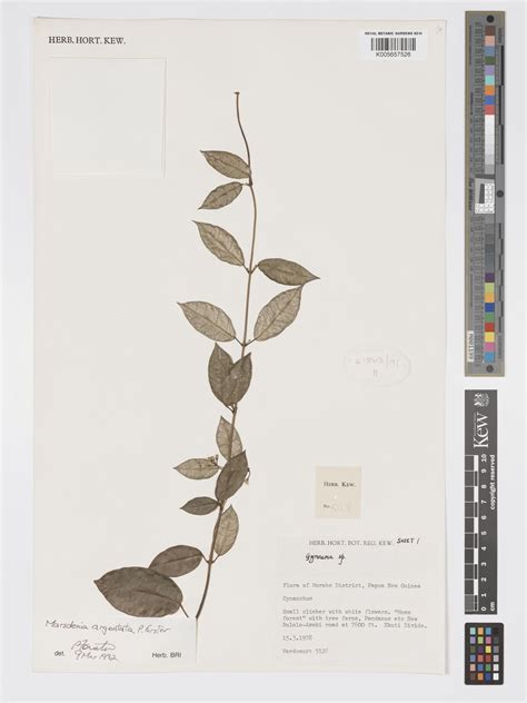 Leichhardtia papuana (P.Royen) P.I.Forst. | Plants of the World Online ...