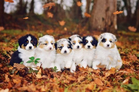 Australian Retriever Puppies