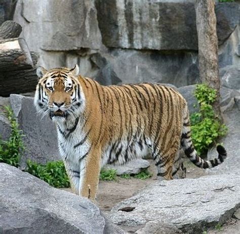Top Ten Zoos of the United States - HubPages