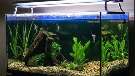 How to set up your first aquarium: Tips for beginners - Times of India