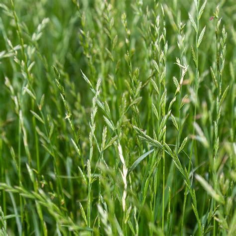 Perennial Ryegrass ONE50 Perennial Ryegrass | Agricom