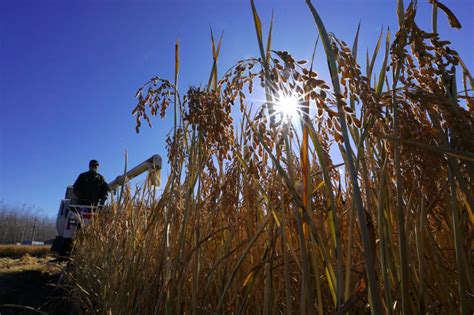 Photos Chine : récolte du riz au Hebei — Chine Informations