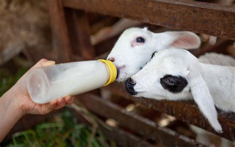 Effects of castration and tail docking on sheep welfare - Awec