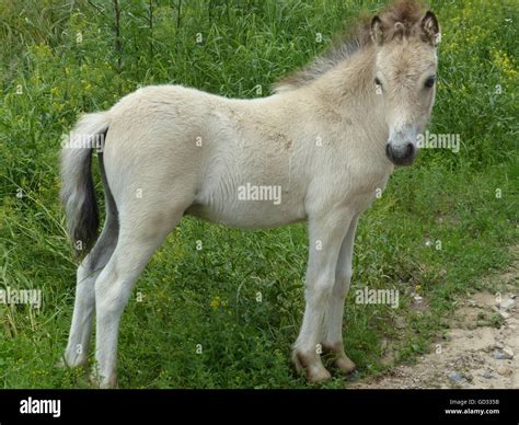 colt, young horse Stock Photo - Alamy