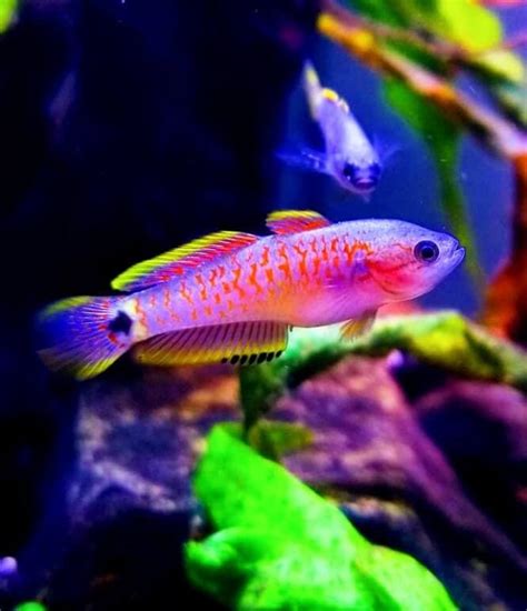 Colorful Fish 的图像结果