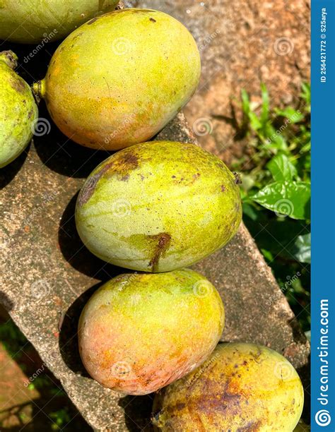 The Taste of Golden Mangoes Stock Photo - Image of closeup, hand: 256421772