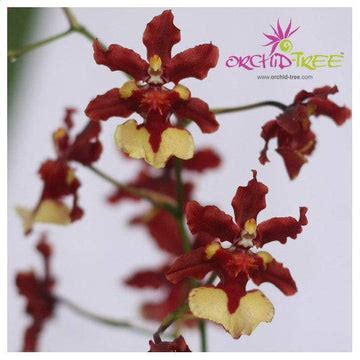 Blooming Orchid | Moth Orchid Flower Colors | Orchid-Tree