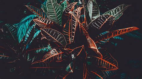 Download wallpaper 3840x2160 plant, leaves, venation 4k uhd 16:9 hd ...