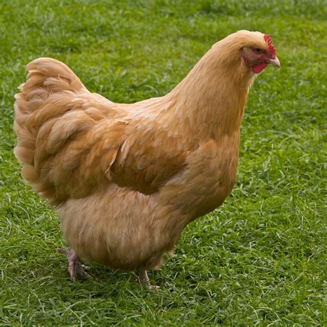 16 Friendliest Chicken Breeds to Keep as Pets | Know Your Chickens