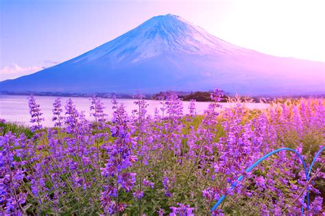 How to Say the Four Seasons in Japanese - Team Japanese