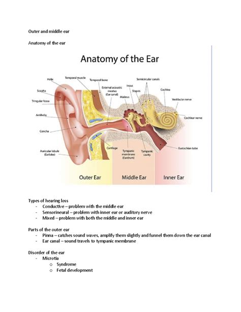 Outer and middle ear 4:6 - Outer and middle ear Anatomy of the ear Types of hearing loss - - Studocu