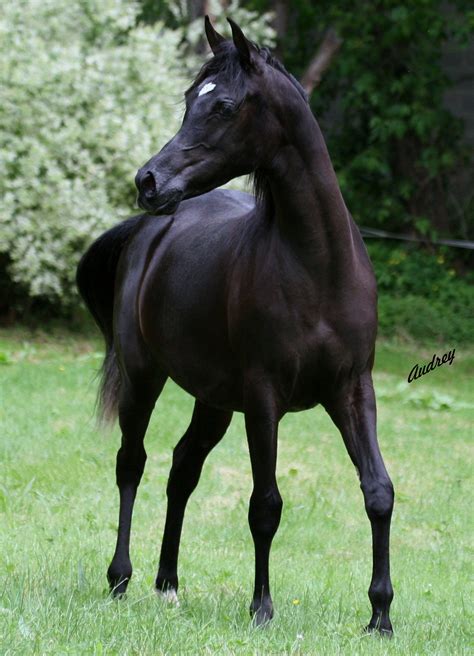 Black Arabian Stallion Show Horse
