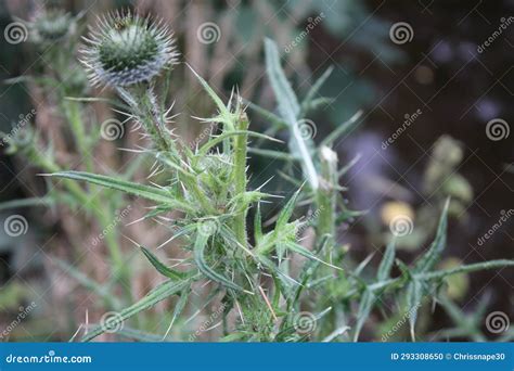Thistle Weed Up Close Perspective Stock Photo - Image of botanical, background: 293308650