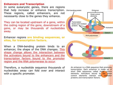 Lecture notes GENE REGULATION IN EUKARYOTES.pdf