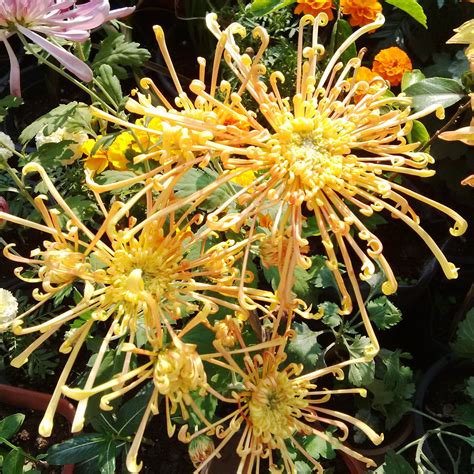 Spider Chrysanthemum