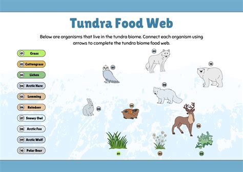 Tundra Biome Food Web