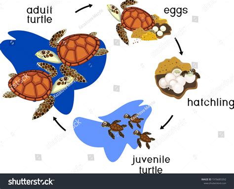 Turtle Life Cycle Diagram