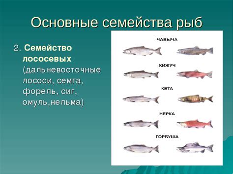 Лососевые: рыбы семейства лососевых, список представителей