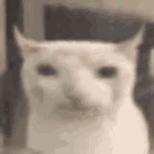 Image result for Cat II Algorithm