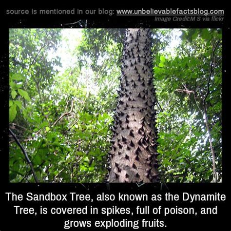 Image result for Sand Box Tree Pod Explosion