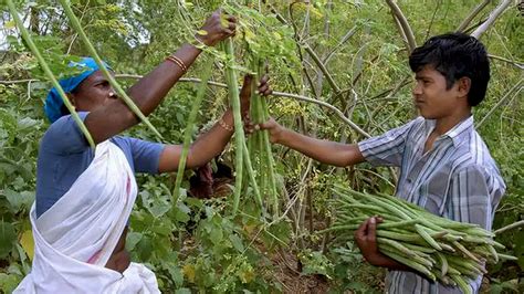 Drumstick Tree: A Green Symphony of Nutrition and Sustainable Abundanc ...