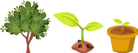 Image result for Plant Animation Tutorial