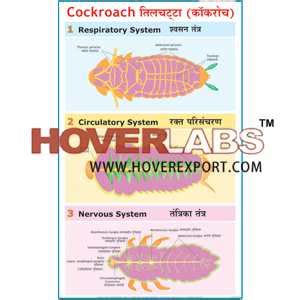 Cockroach Respiratory System 的图像结果