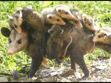 La Doble Vida del Tacuache: Animal, Estilo y Fenómeno Pop ...