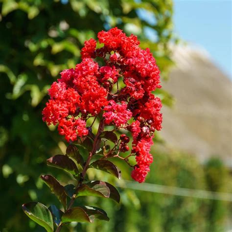 Crepe Myrtle Dwarf Red (Lagerstroemia) Rare Flowering Live Plant – Bees ...