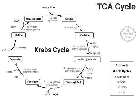 Krebs Cycle - Zoology Optional Notes for UPSC PDF Download