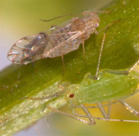 Therioaphis trifolii
