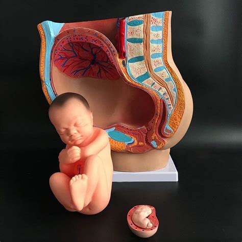 Buy Assembly Model Human Female Pelvic 12.6 X 6.3 X 13.78 Inches ...