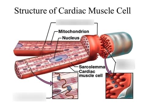 Image result for Cardiac Muscle Labelled Diagram